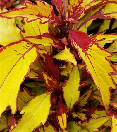 Coleus FlameThrower™ Spiced Curry